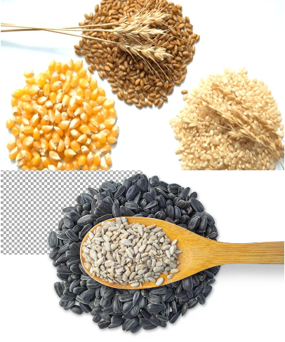 Grain Crops